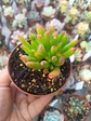 Crassula Ovata Lady fingers, pequeña - Miniatura 1