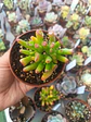Crassula Ovata Lady fingers, pequeña - Miniatura 2