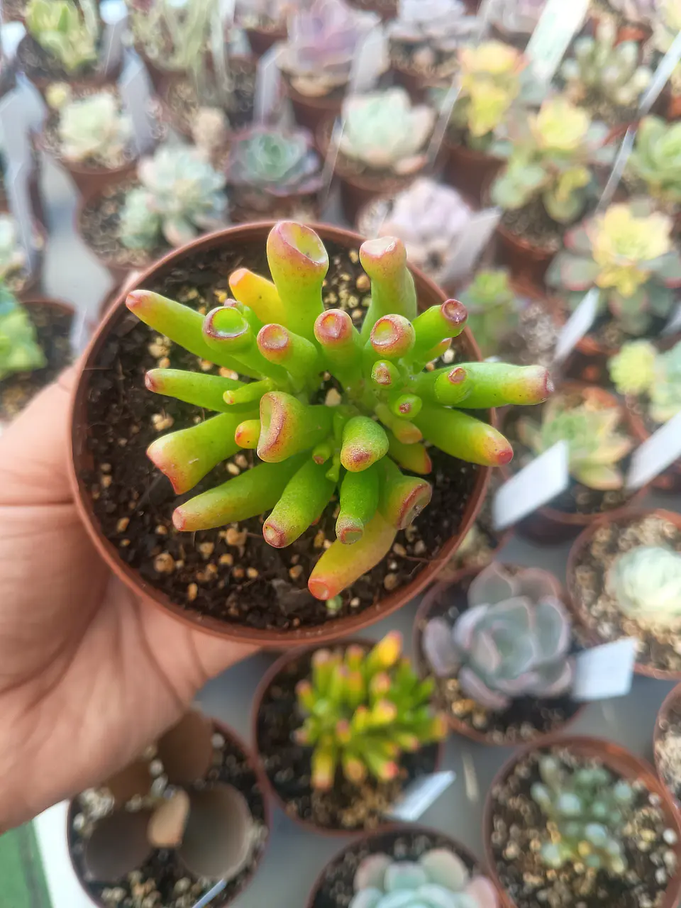 Crassula Ovata Lady fingers, pequeña 2