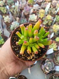 Crassula Ovata Lady fingers, pequeña - Miniatura 1