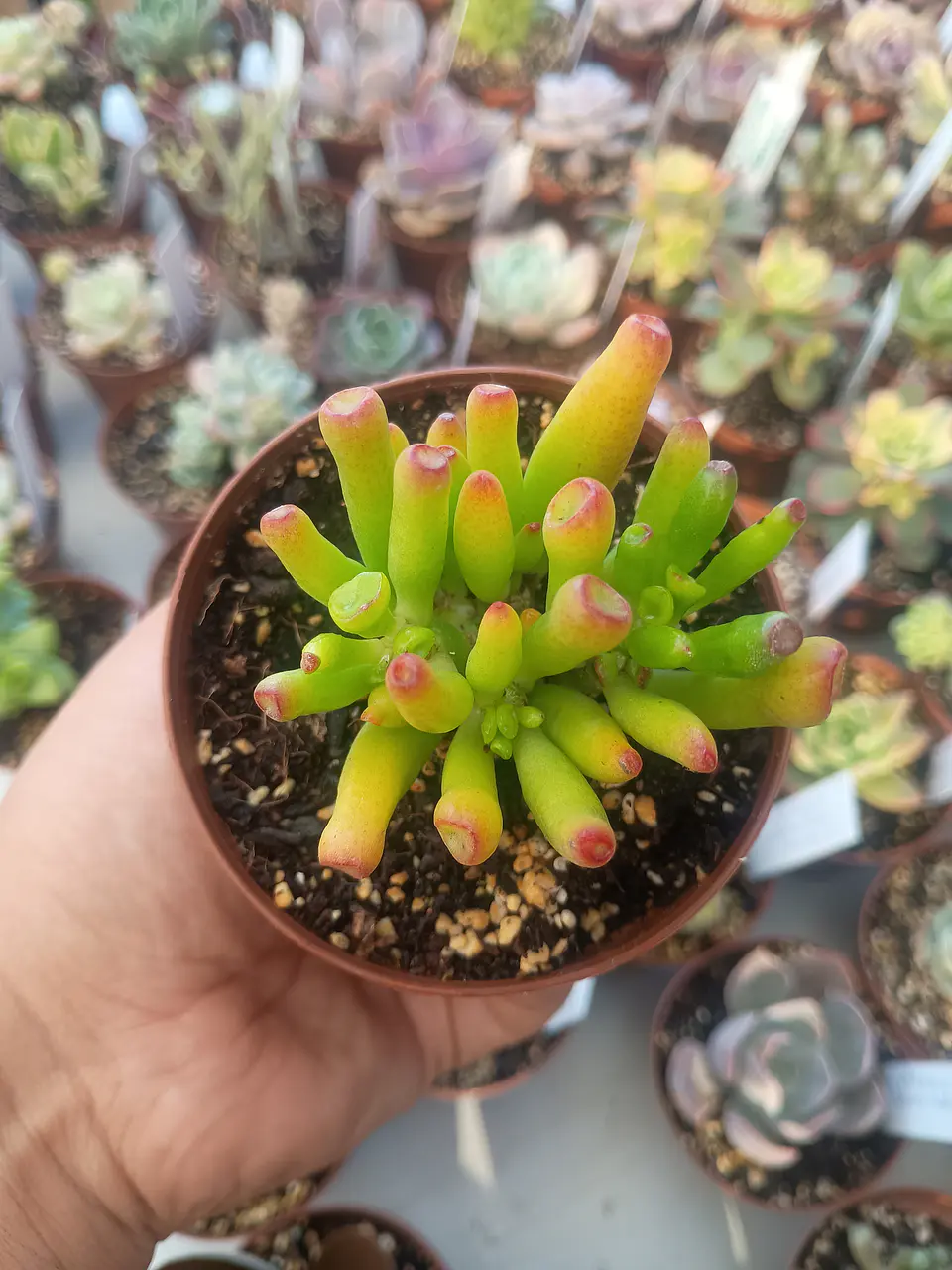 Crassula Ovata Lady fingers, pequeña 1