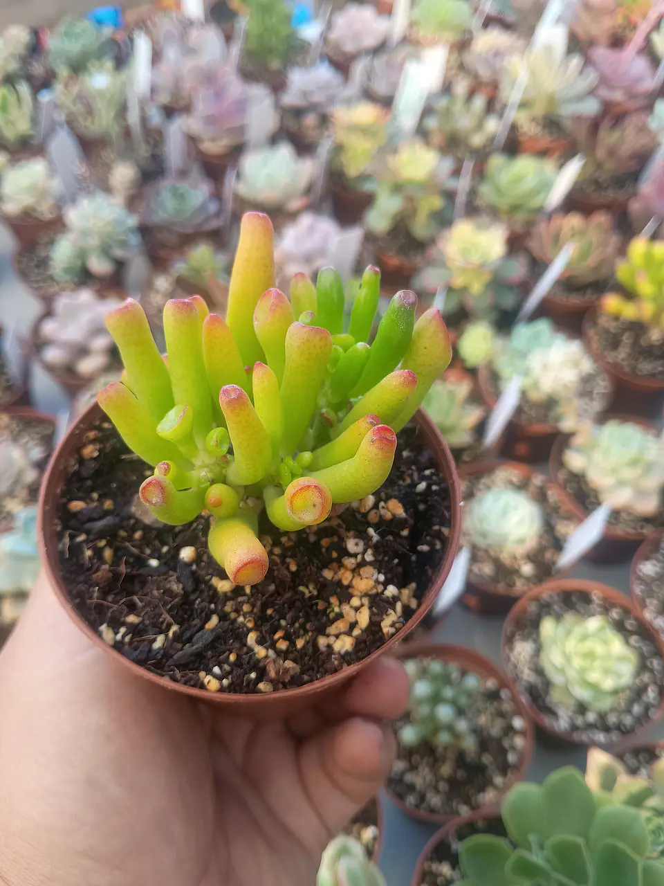 Crassula Ovata Lady fingers, pequeña 2