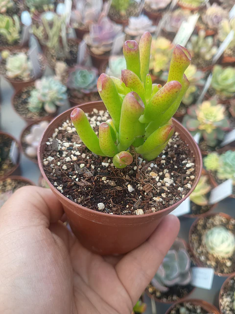 Crassula Ovata Lady fingers, pequeña