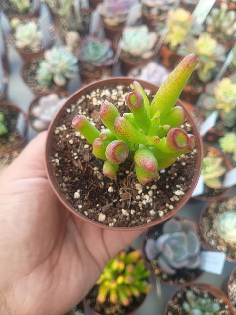 Crassula Ovata Lady fingers, pequeña