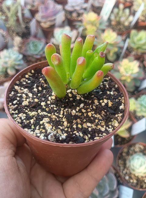 Crassula Ovata Lady fingers, pequeña