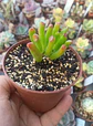 Crassula Ovata Lady fingers, pequeña - Miniatura 1