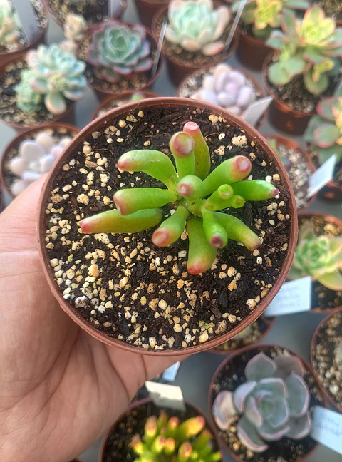 Crassula Ovata Lady fingers, pequeña