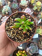 Crassula Ovata Lady fingers, pequeña - Miniatura 2