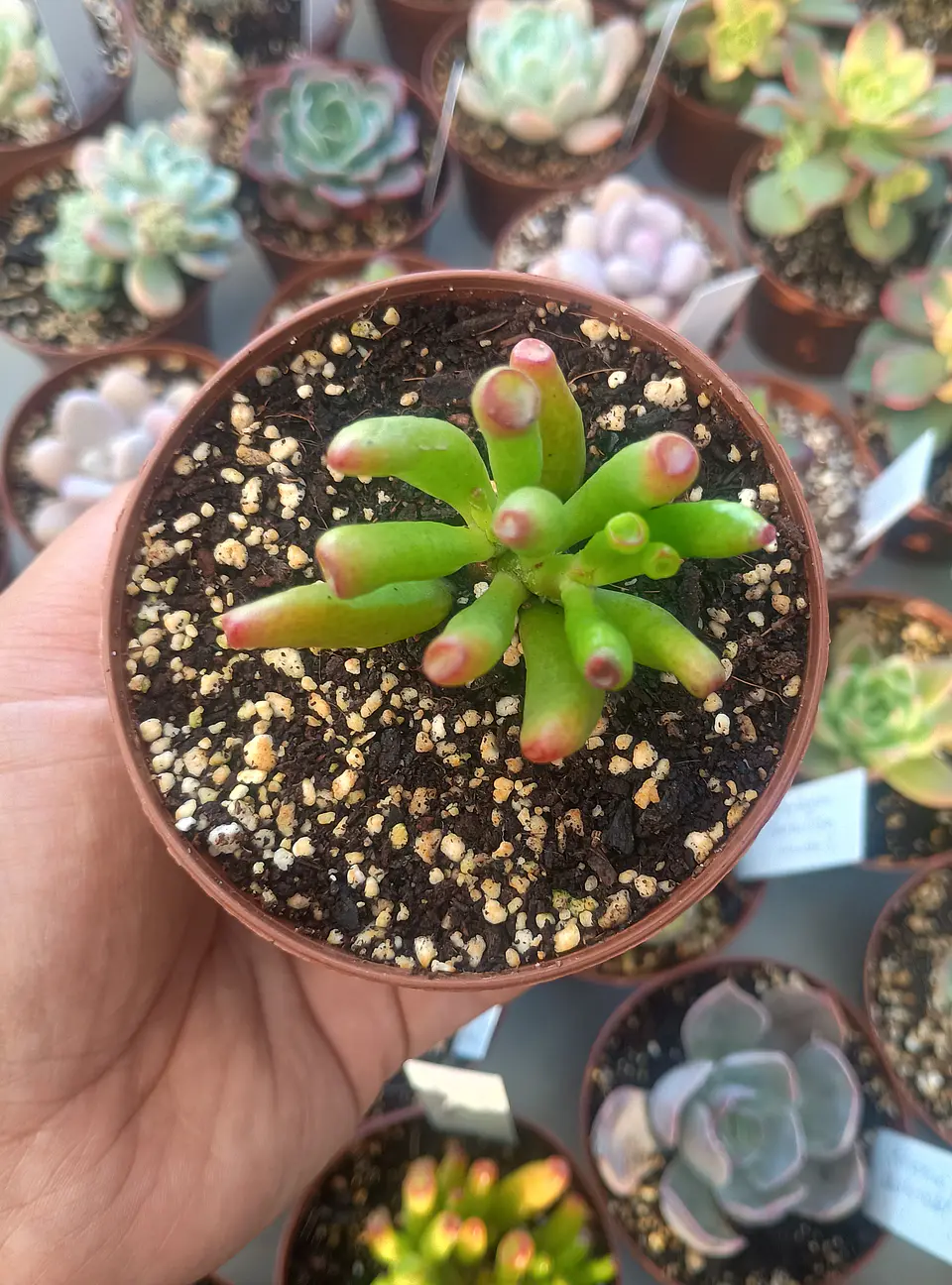 Crassula Ovata Lady fingers, pequeña 2