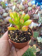 Crassula Ovata orejas de shrek - Miniatura 1