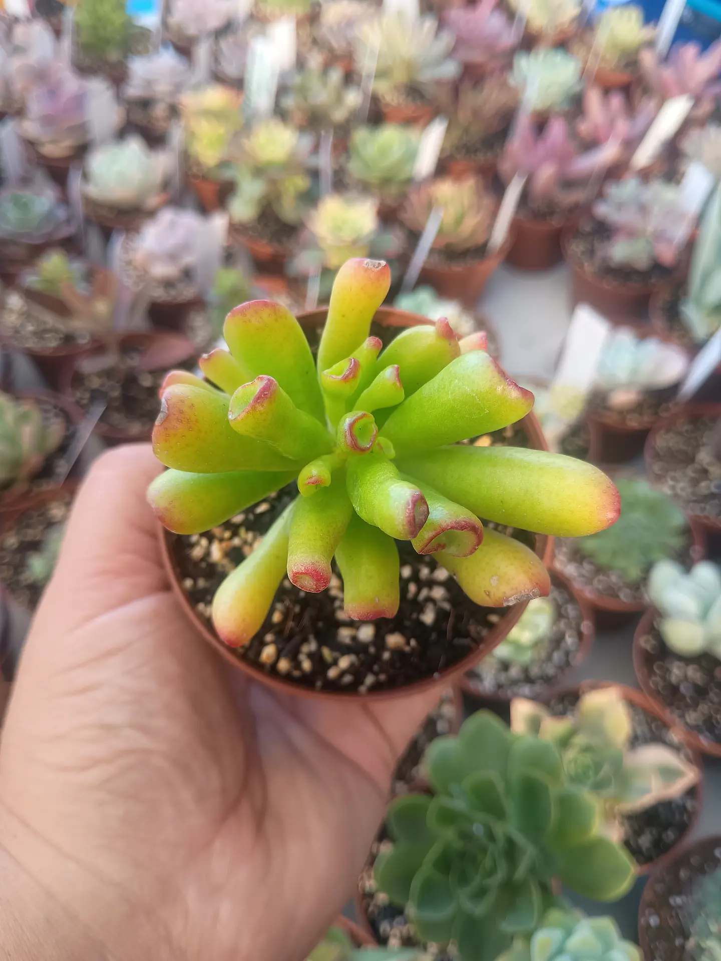 Crassula Ovata orejas de shrek 2