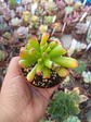 Crassula Ovata orejas de shrek - Miniatura 2