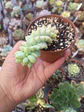 Sedum burrito, pequeña - Miniatura 1
