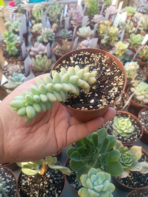 Sedum burrito, pequeña