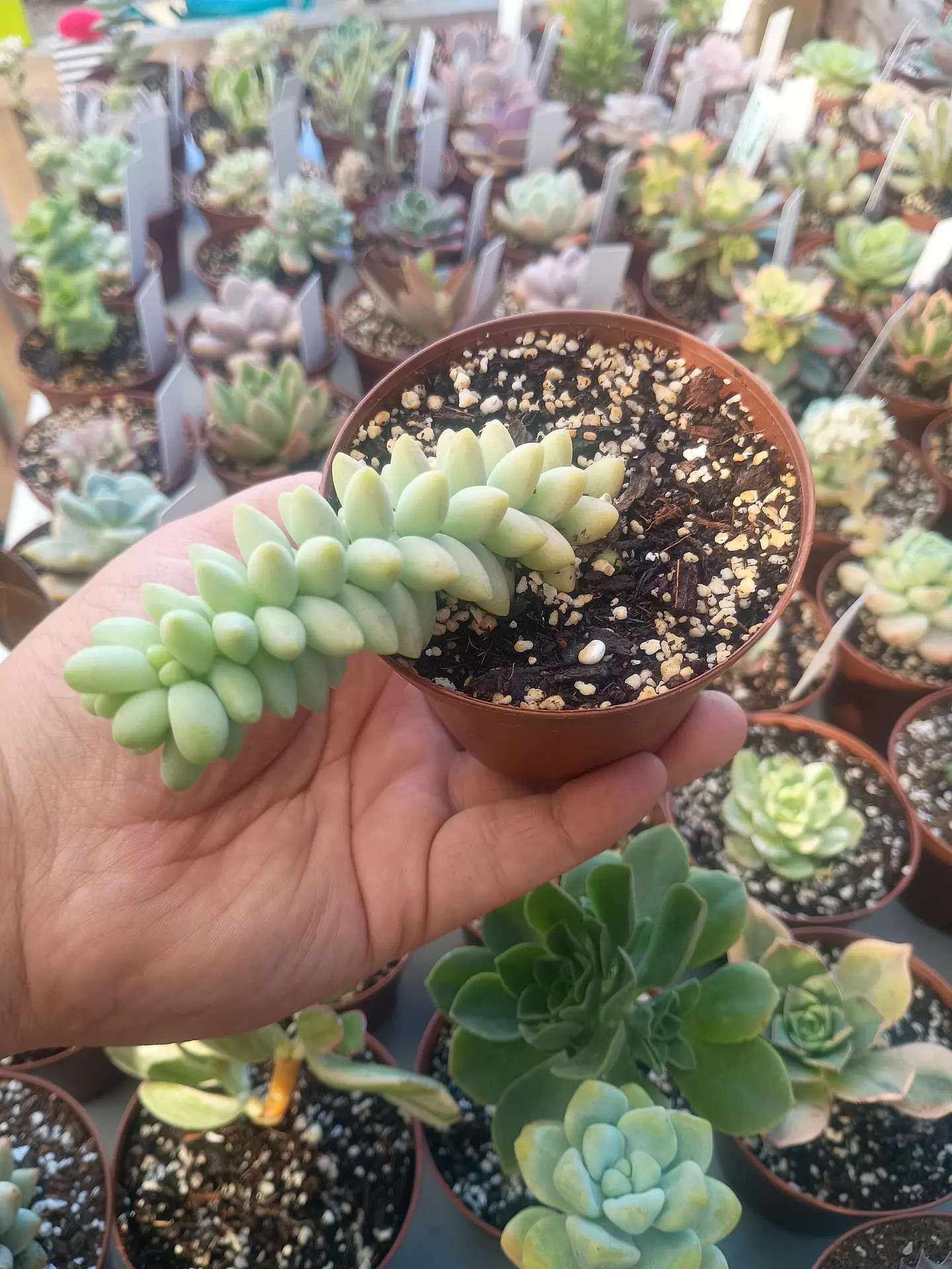 Sedum burrito, pequeña 2