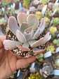 Echeveria Dusty violet, pequeña - Miniatura 1