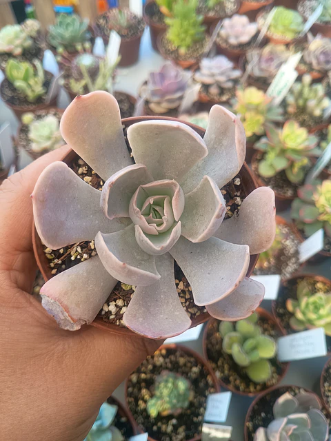 Echeveria Dusty violet, pequeña