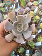 Echeveria Dusty violet, pequeña - Miniatura 2