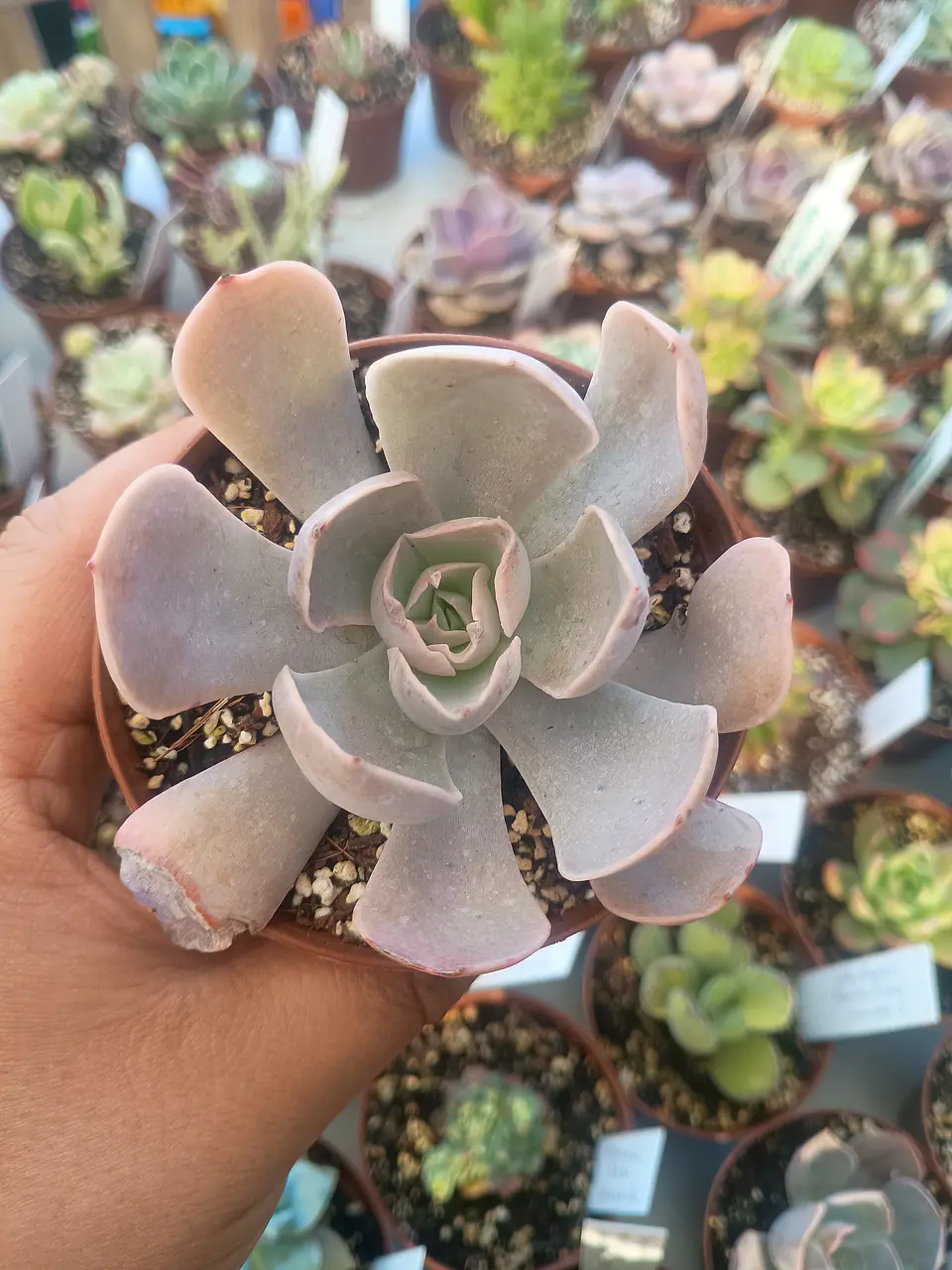 Echeveria Dusty violet, pequeña 2
