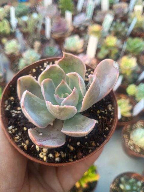 Echeveria Dusty violet, pequeña