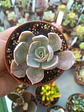Echeveria Dusty violet, pequeña - Miniatura 2