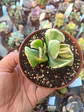 Crassula ovata variegada - Miniatura 1