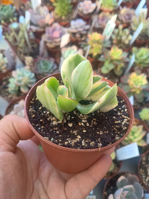 Crassula ovata variegada