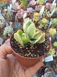 Crassula ovata variegada - Miniatura 2