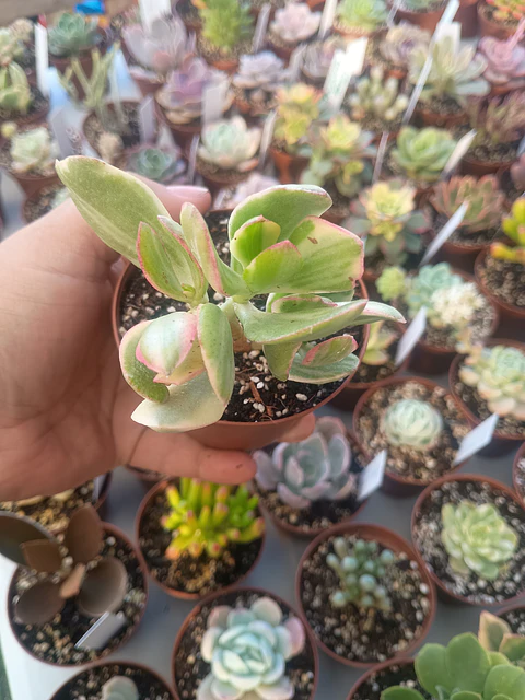 Crassula ovata variegada