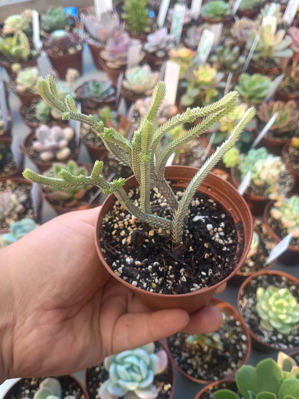 Crassula Muscosa variegada, pequeña 1
