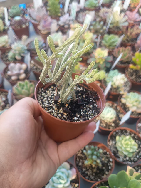 Crassula Muscosa variegada, pequeña