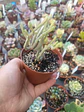 Crassula Muscosa variegada, pequeña - Miniatura 2