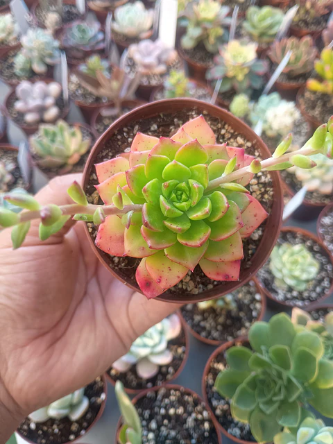 Sedeveria leticia, pequeña