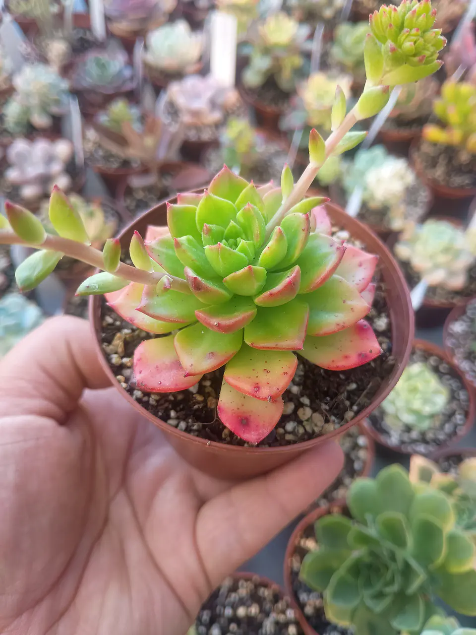 Sedeveria leticia, pequeña 2