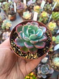 Echeveria Raindrops, pequeña - Miniatura 1