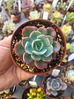 Echeveria Raindrops, pequeña - Miniatura 2