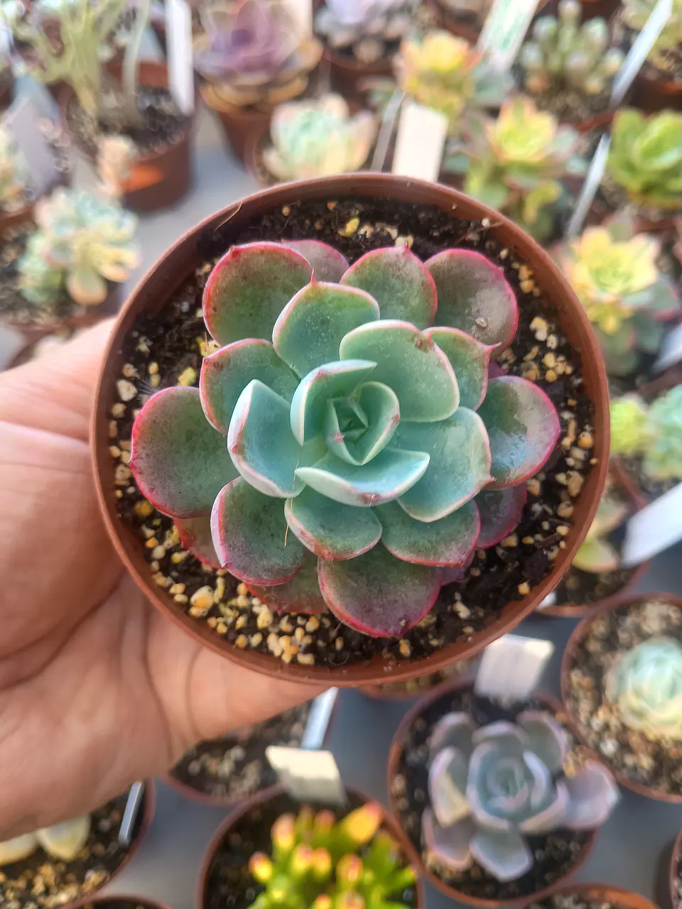 Echeveria Raindrops, pequeña 2