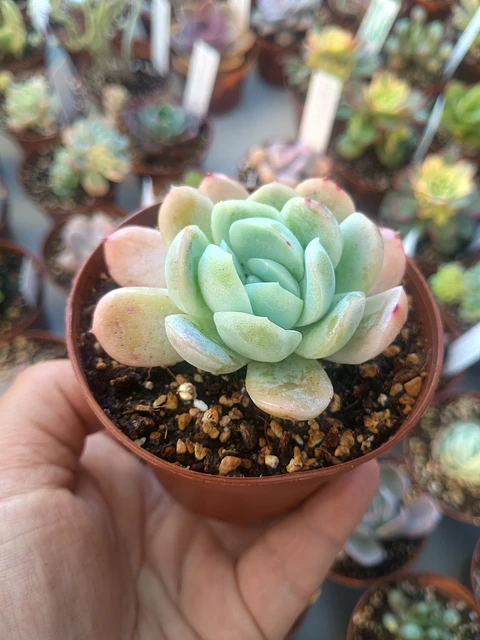 Echeveria elegance giant form, pequeña