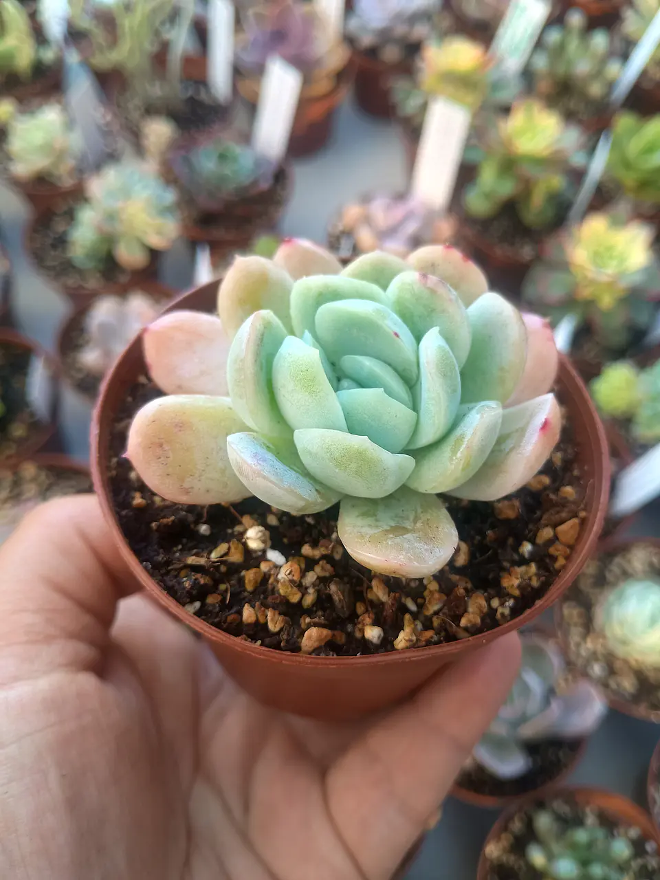 Echeveria elegance giant form, pequeña 1