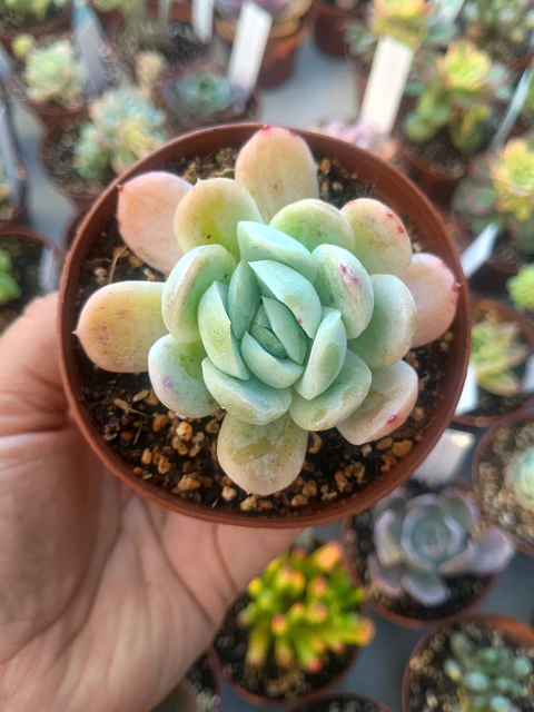 Echeveria elegance giant form, pequeña