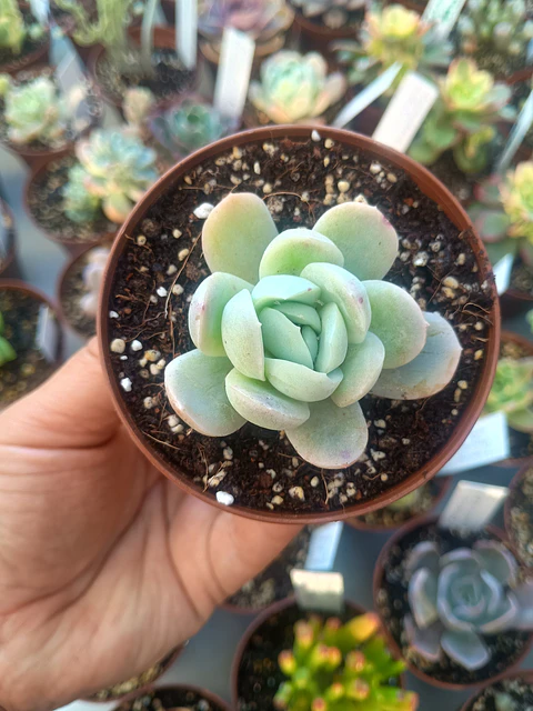 Echeveria elegance giant form, pequeña