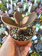 Kalanchoe orgyalis, pequeña - Miniatura 1