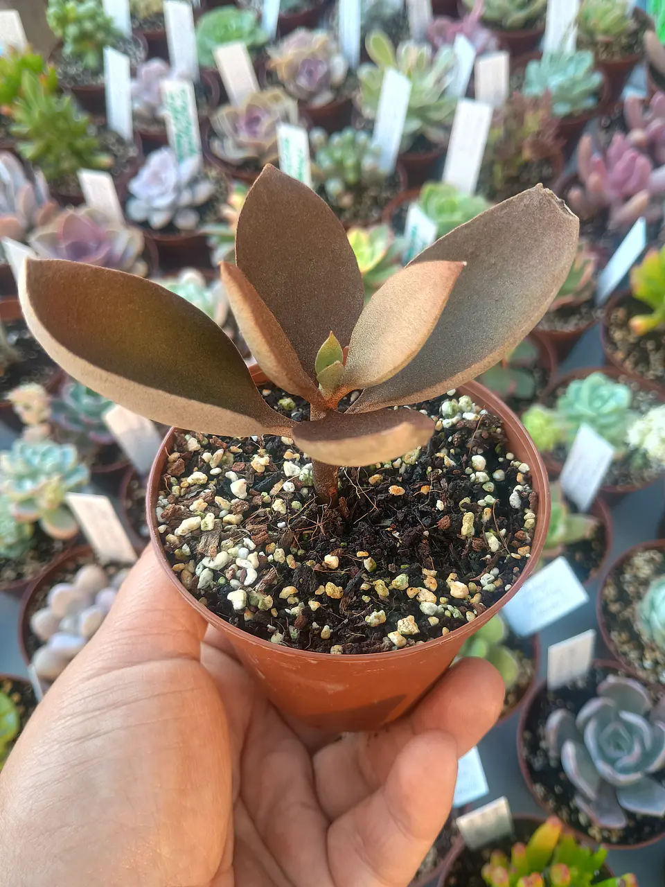 Kalanchoe orgyalis, pequeña 1