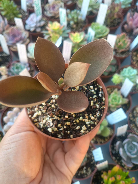 Kalanchoe orgyalis, pequeña