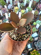 Kalanchoe orgyalis, pequeña - Miniatura 2