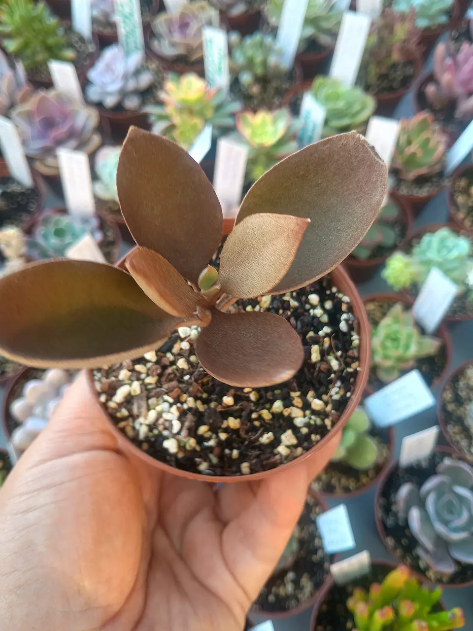 Kalanchoe orgyalis, pequeña 2