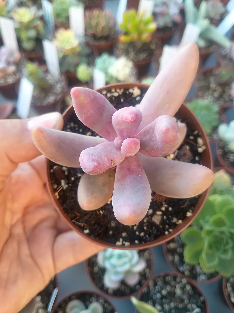 Pachysedum gonzou, pequeña 1