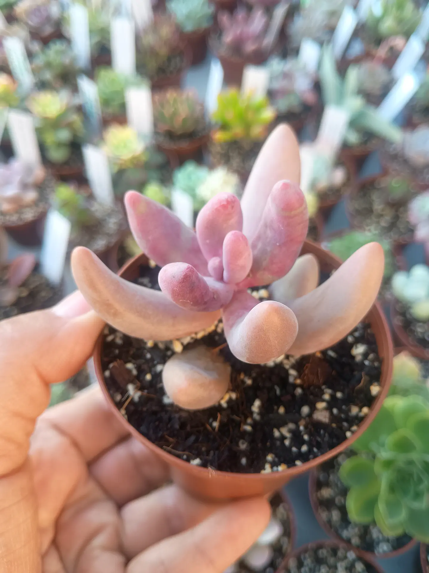 Pachysedum gonzou, pequeña 2