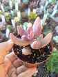 Pachysedum gonzou, pequeña - Miniatura 2