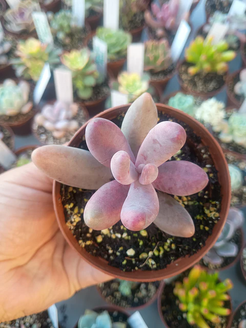 Pachysedum gonzou, pequeña